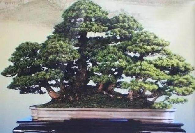 松树盆景的养护方法以及修剪注意事项