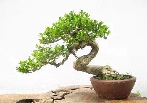 黄杨盆景的上盆方法?