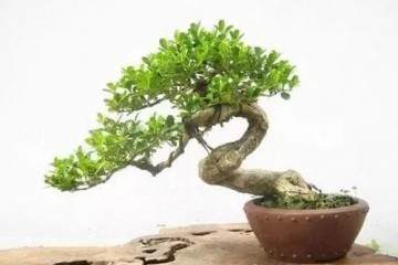 黄杨老桩盆景在春季萌芽前进行上盆的方法