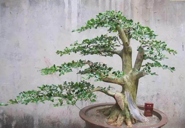 学做盆景时,如何挑选小黄杨树苗?