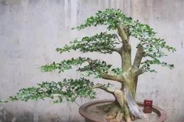 怎么选好生根的小黄杨盆景苗最好发芽