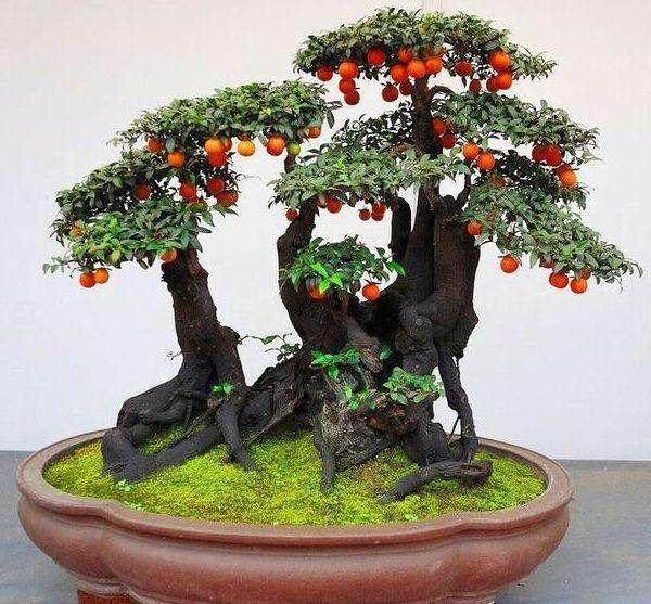 如果金弹子盆景只开花不结果 那金弹子树可能是公的