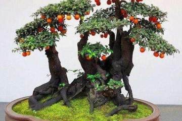 如果金弹子盆景只开花不结果 可能是公的