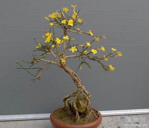 制作迎春花盆景的4个要领