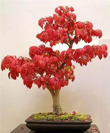 卫矛盆景的制作和养护