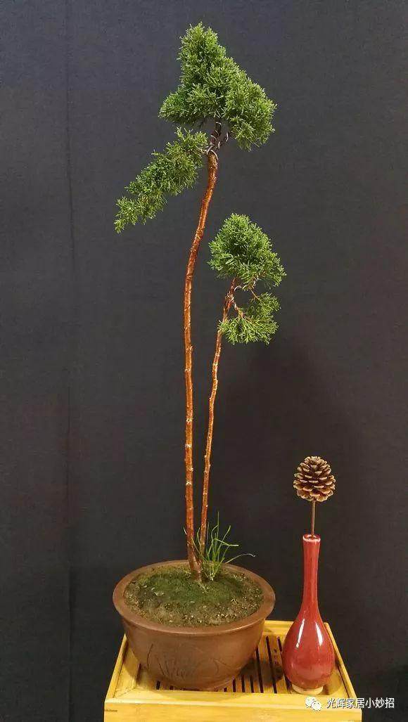 纪州双杆文人盆景 邀各位共赏 求高手们点评!