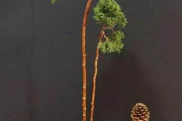 纪州双杆文人盆景 邀各位共赏 求高手们点评