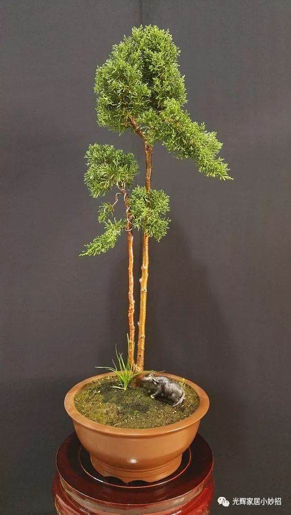 由学生制作的一棵文人杜松盆景