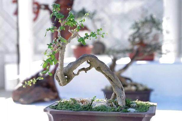 三亚市首届盆景艺术汇集南山村匠心作品