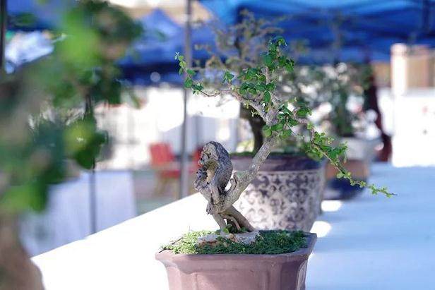 三亚市首届盆景艺术汇集南山村匠心作品