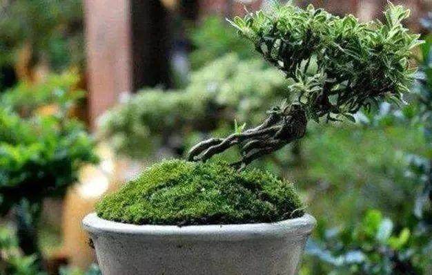 爷爷养了多年的盆景  修剪几刀 朋友出5万买走