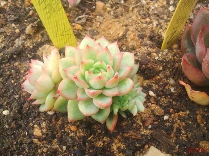 多肉爱好者购买静夜有两个需要注意的地方