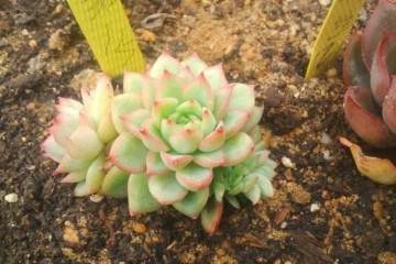 多肉爱好者购买静夜有两个需要注意的地方