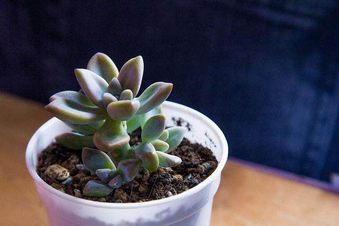 中国多肉植物消费市场的现状