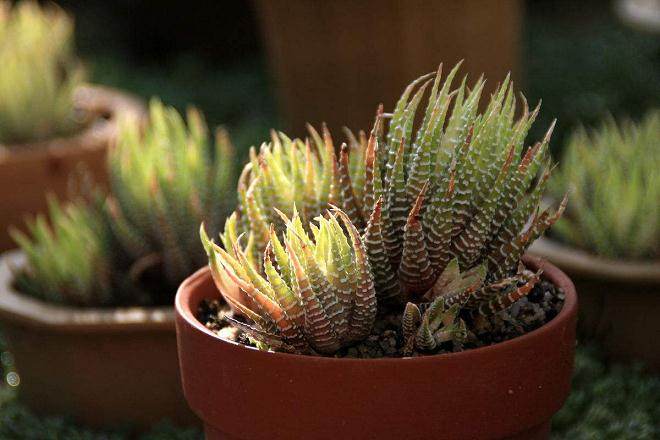 多肉植物越夏栽培管理的关键措施