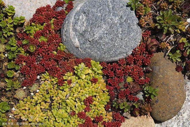多肉植物越夏栽培管理的关键措施
