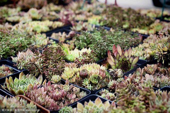 生长调节剂处理景天科多肉植物的方法
