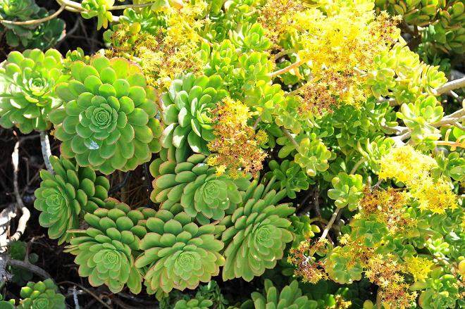 生长调节剂处理景天科多肉植物的方法