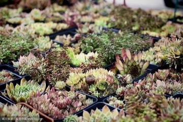 生长调节剂处理景天科多肉植物的方法 图片