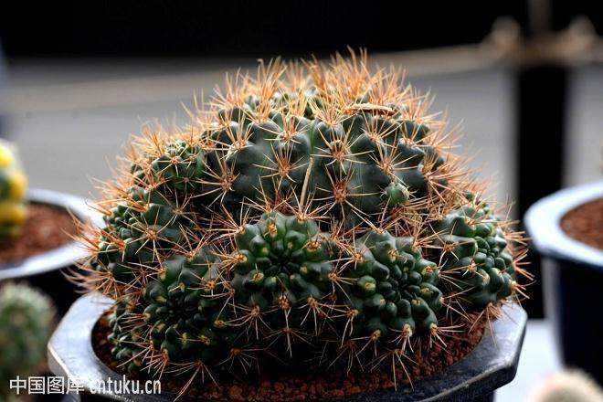 干脆把多肉植物带进美术课堂吧!