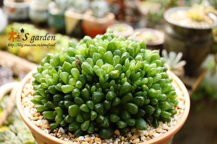 翡翠珠多肉植物的栽培养护要点