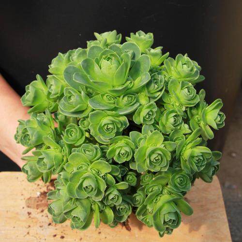 翡翠珠多肉植物的栽培养护要点