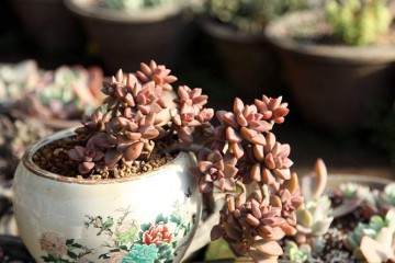 近几年 多肉植物风靡北京城 图片