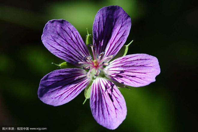 北京花卉市场蝴蝶兰价格20.0～30.0元/株