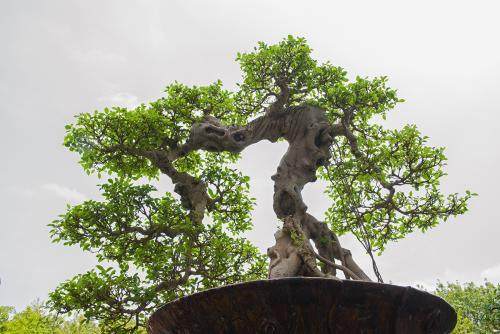 情人节小盆栽的销售带来了商机
