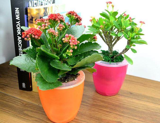 漳州盆栽交易市场回归平淡