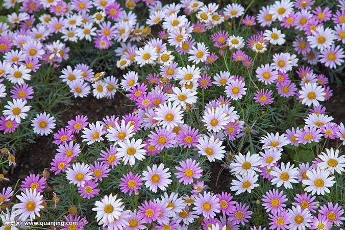 青州市花卉价格略有下降 销量同比上涨10%~15%