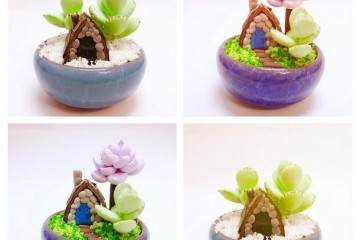 3月 上海多肉植物这个月销量较大