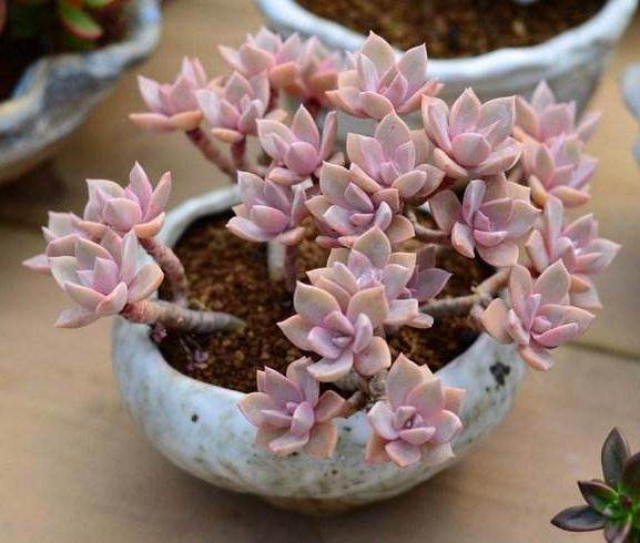 现在多肉基本上是国产化产品居多 价格几元不等