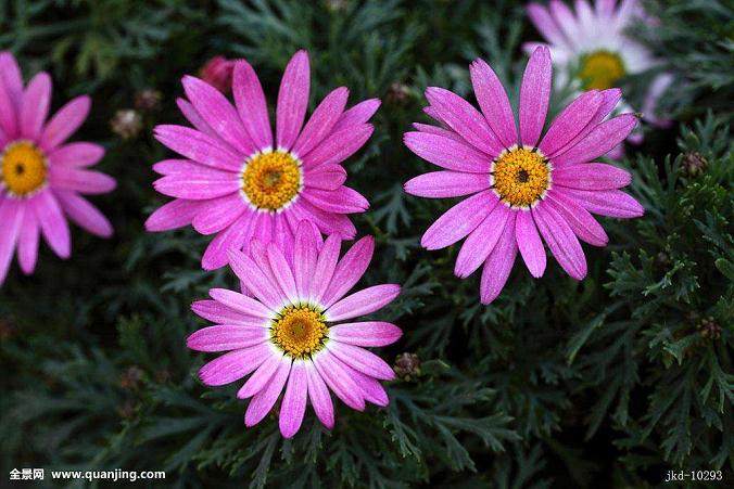 上海中高档花卉中 凤梨上市量较少 价格稳定