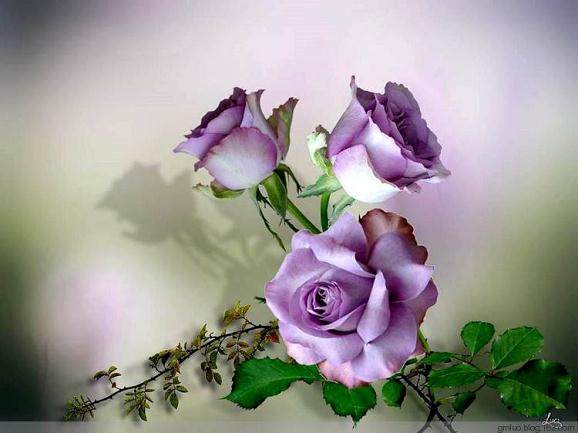 5月 北京盆花市场内的绿萝吊兰价格在7.0~10.0元