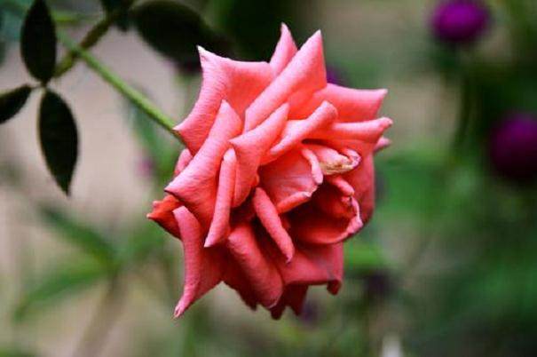 观叶盆花生长快 市场供大于求 售价普遍下跌