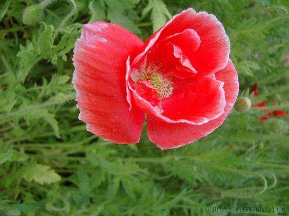 随着气温升高 漳州盆花市场行情有所降温