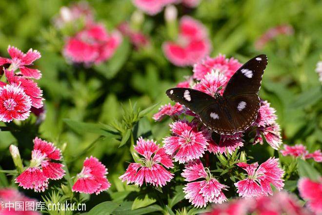 6月 青州花卉下跌10%~18% 进入销售淡季