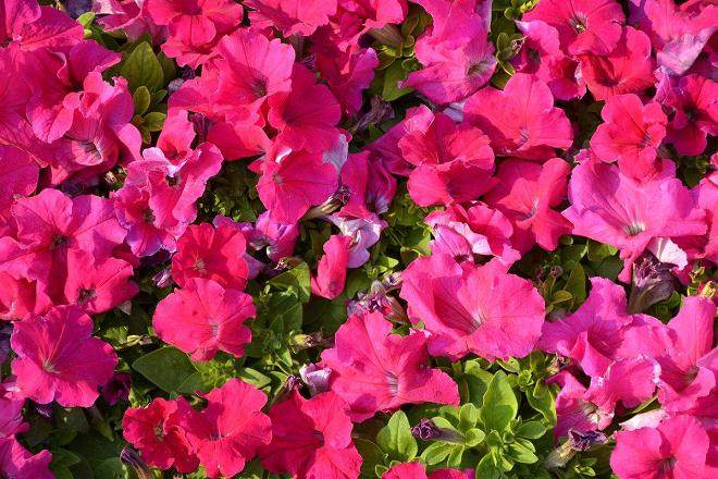 6月天气逐步转热 上海盆花市场开始进入淡季