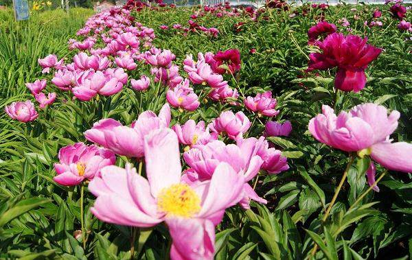 7月 漳州天气炎热 盆花市场客流量减少