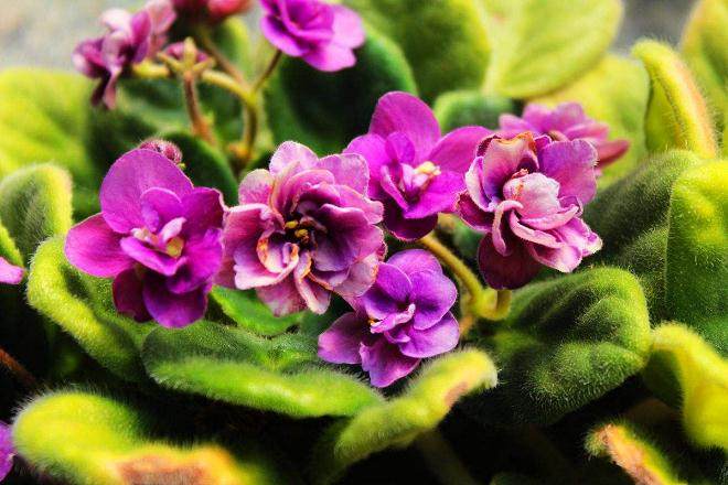 7月 青州受高温多雨花卉品质下降 需求减少