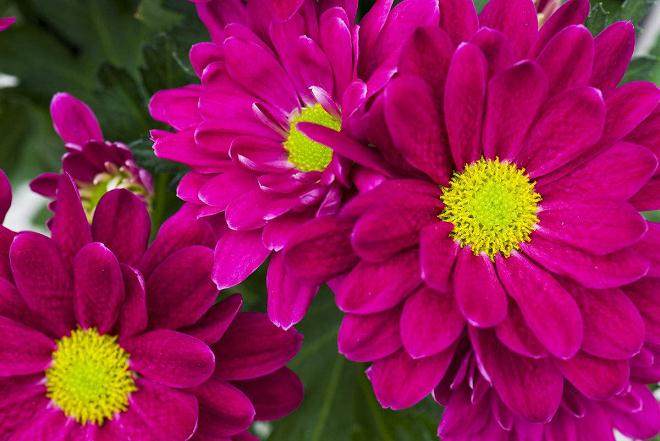 8月的北京盆花市场销售走低 形势不佳