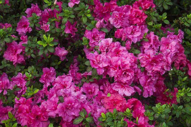 8月 广州盆花销售仍然处于低迷状态