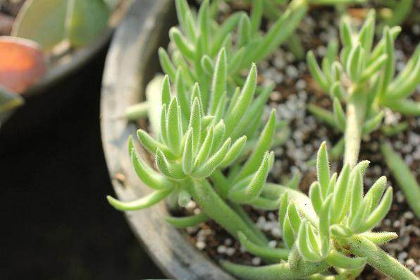 8月漳州持续高温 商家多肉存货量有所减少