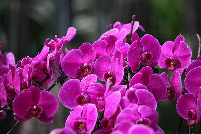 9月上海各地盆花市场人气渐旺 销量上升