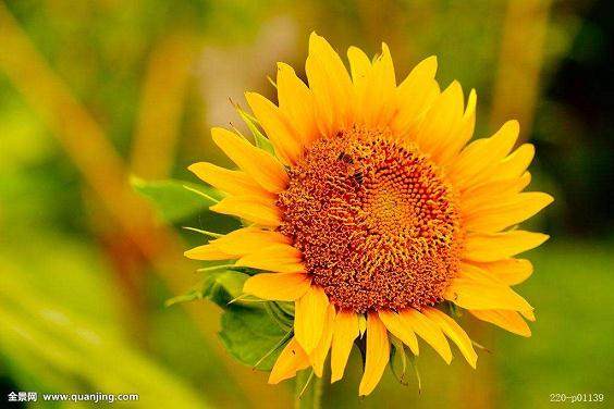 教师节期间 广州盆花销售进入小高潮