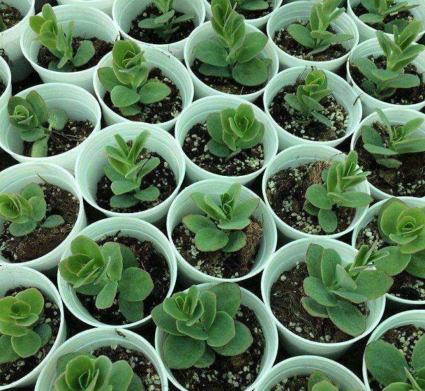  9月漳州漳州 多肉植物全面断货 市场供不应求