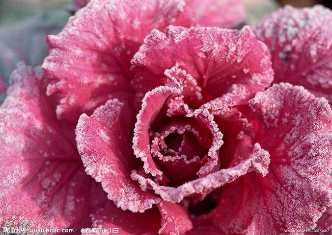 9月 青州花卉销售量 同比上涨10%～20%