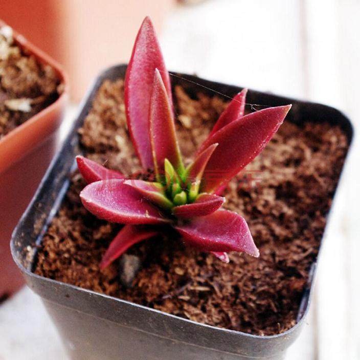 上海多肉植物的需求今年持续萎缩