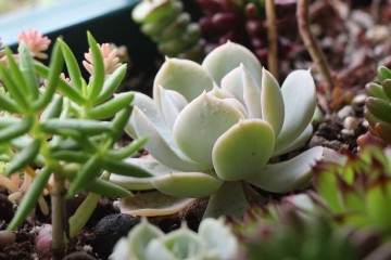 秋季北方繁殖的多肉植物颜色喜人 图片